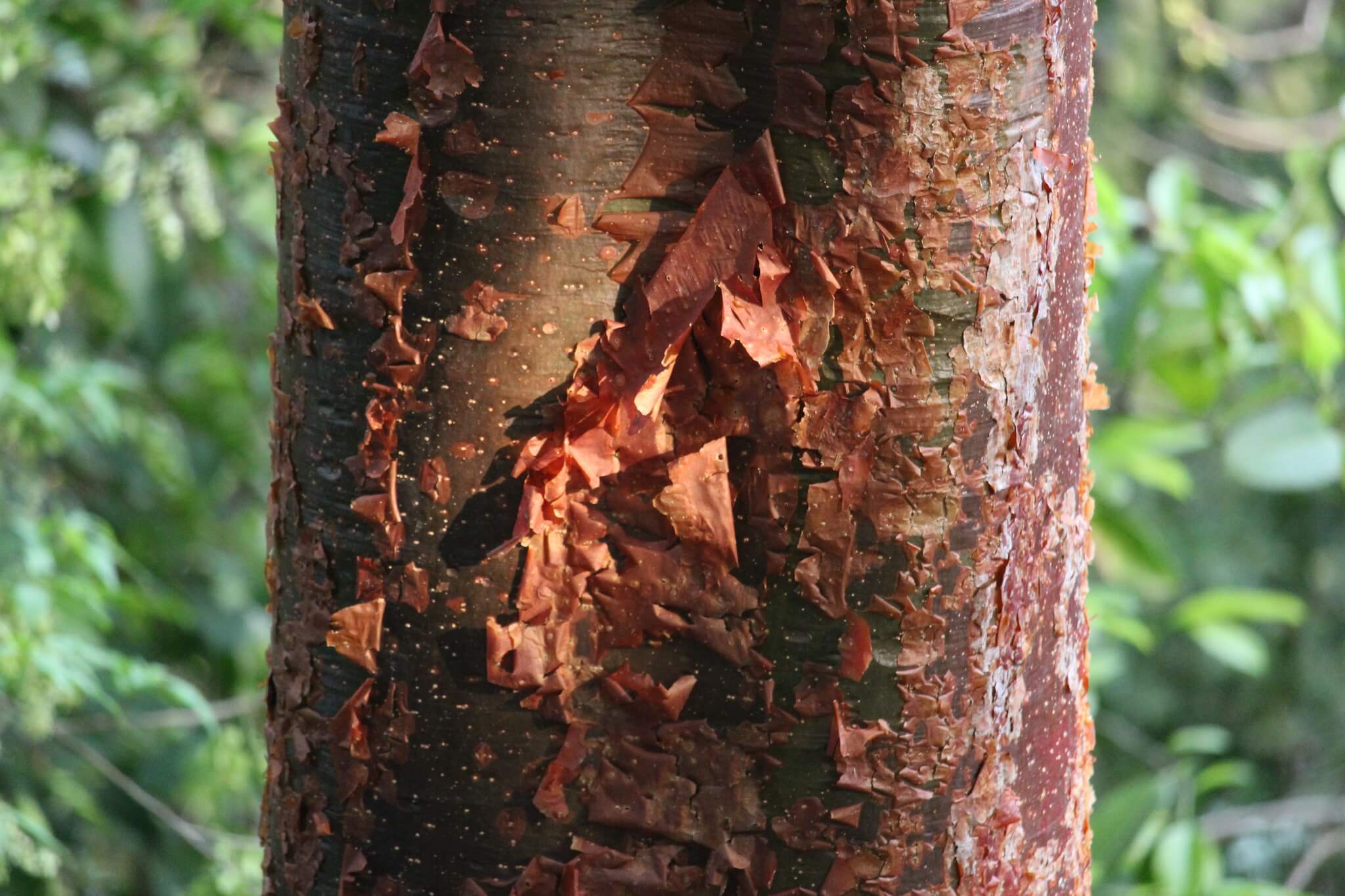 Bursera simaruba